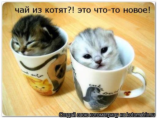 Котоматрица: чай из котят?! это что-то новое!