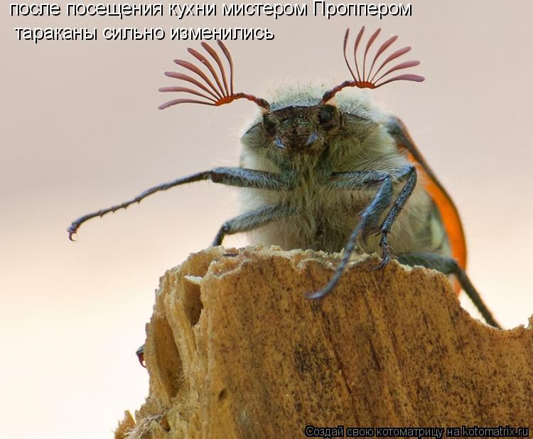Котоматрица: тараканы сильно изменились после посещения кухни мистером Проппером