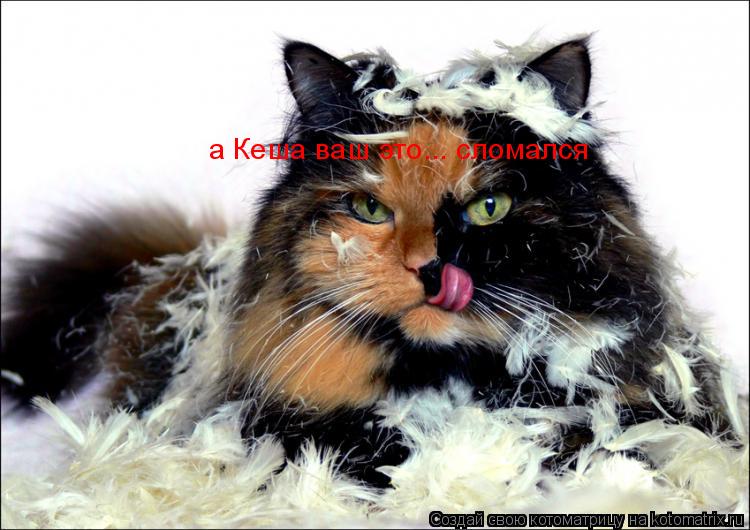Котоматрица: а Кеша ваш это... сломался