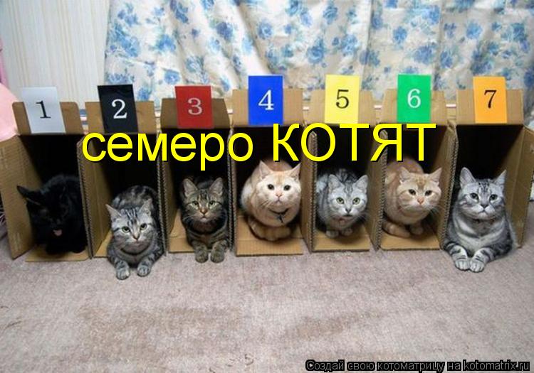 Котоматрица: семеро КОТЯТ