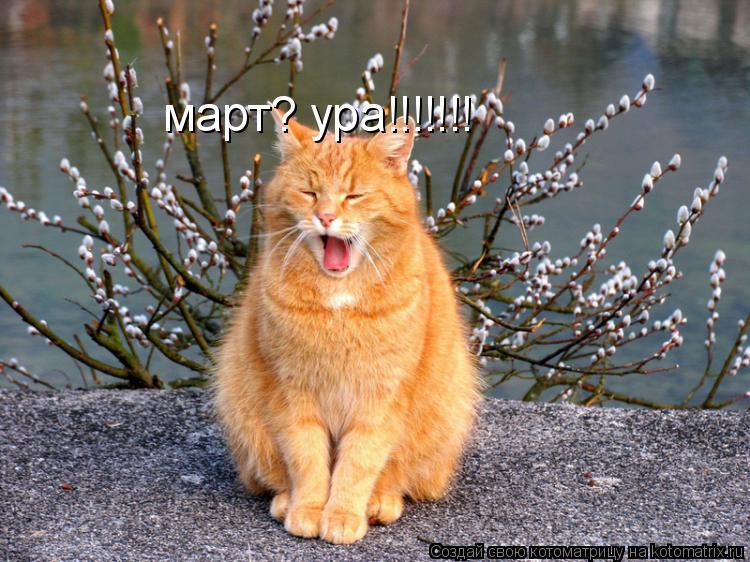 Котоматрица: март? ура!!!!!!!