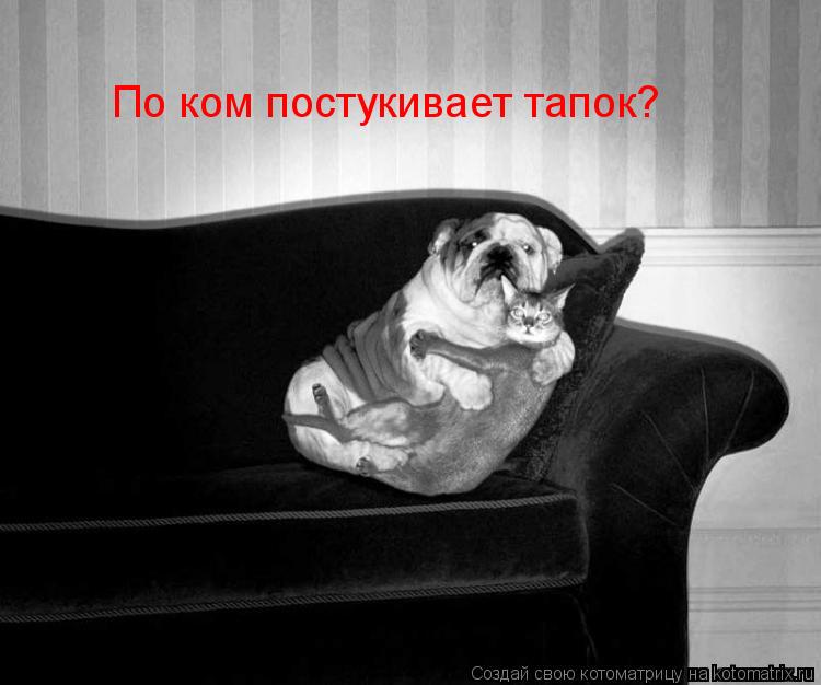 Котоматрица: По ком постукивает тапок?