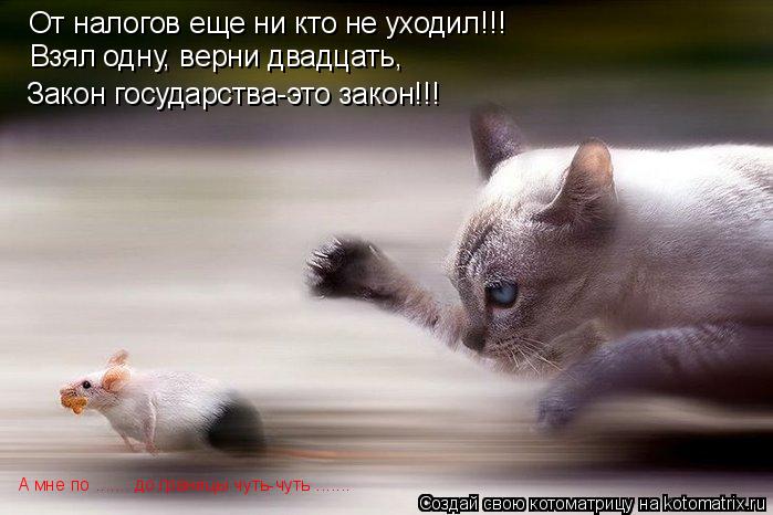 Котоматрица: От налогов еще ни кто не уходил!!! Взял одну, верни двадцать, Закон государства-это закон!!! А мне по ....... до границы чуть-чуть .......