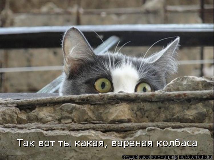 Котоматрица: Так вот ты какая, вареная колбаса