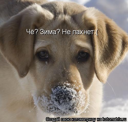 Котоматрица: Чё? Зима? Не пахнет:(