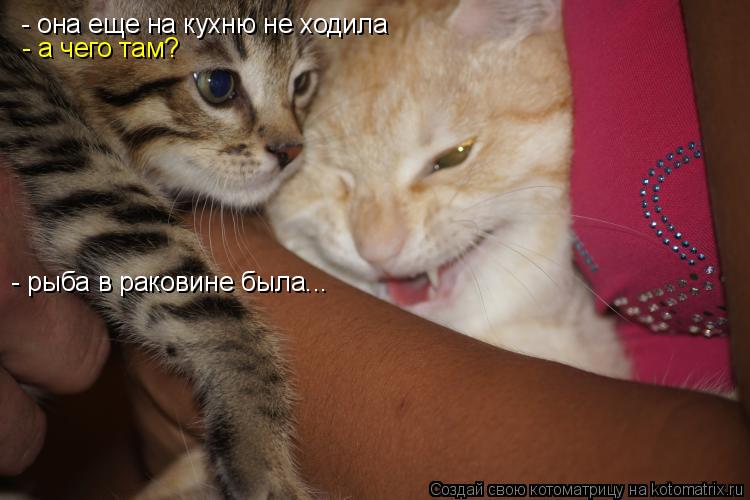 Котоматрица: - она еще на кухню не ходила - а чего там? - рыба в раковине была...