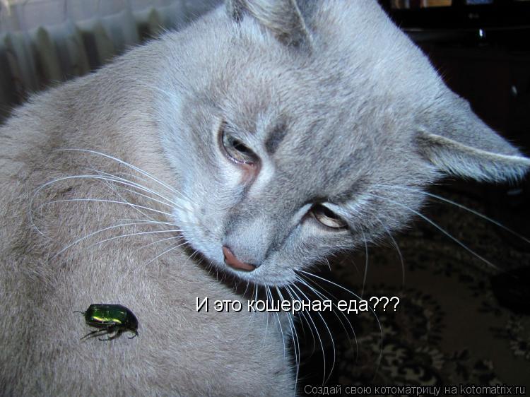 Котоматрица: И это кошерная еда???