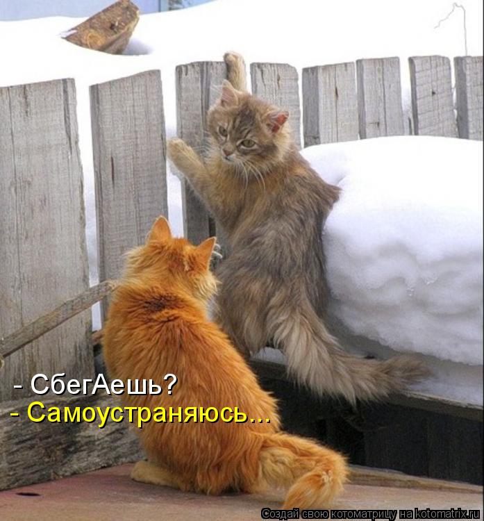 Котоматрица: - СбегАешь? - Самоустраняюсь...