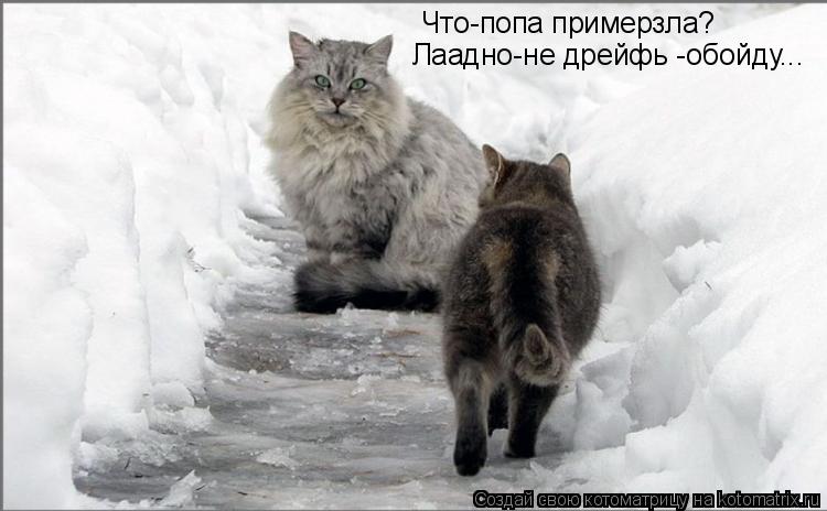 Что-попа примерзла? Лаадно-не дрейфь -обойду...... Котоматрица: Что-попа примерзла? Лаадно-не дрейфь -обойду...