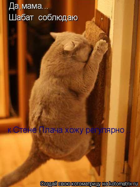 Да,мама... Шабат соблюдаю к Стене Плача хожу регулярно ..... Котоматрица: Да,мама... Шабат соблюдаю к Стене Плача хожу регулярно ..