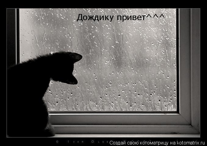 Котоматрица: Дождику привет^^^