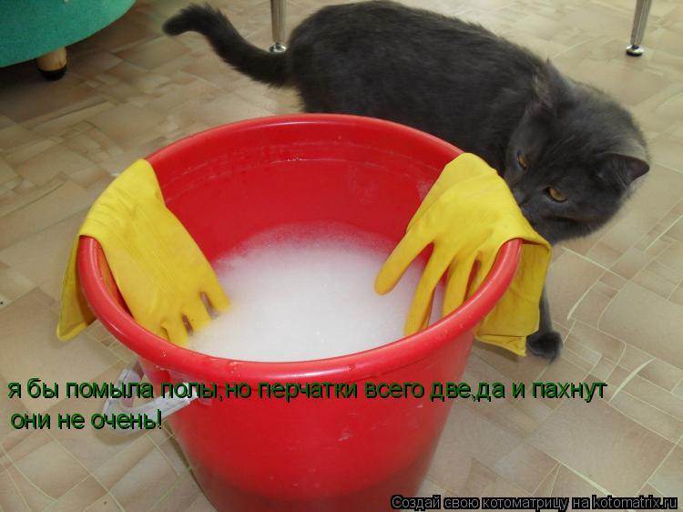 Котоматрица: я бы помыла полы,но перчатки всего две,да и пахнут  они не очень!