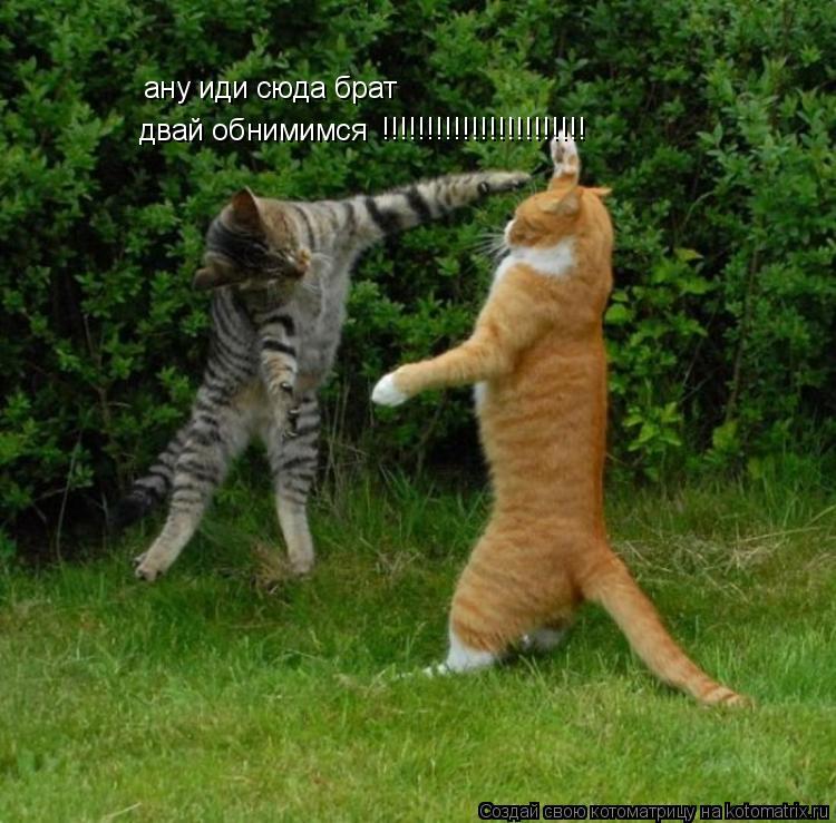 Котоматрица: ану иди сюда брат двай обнимимся !!!!!!!!!!!!!!!!!!!!!!!