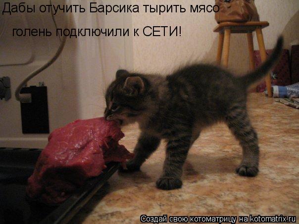 Котоматрица: Дабы отучить Барсика тырить мясо голень подключили к СЕТИ!