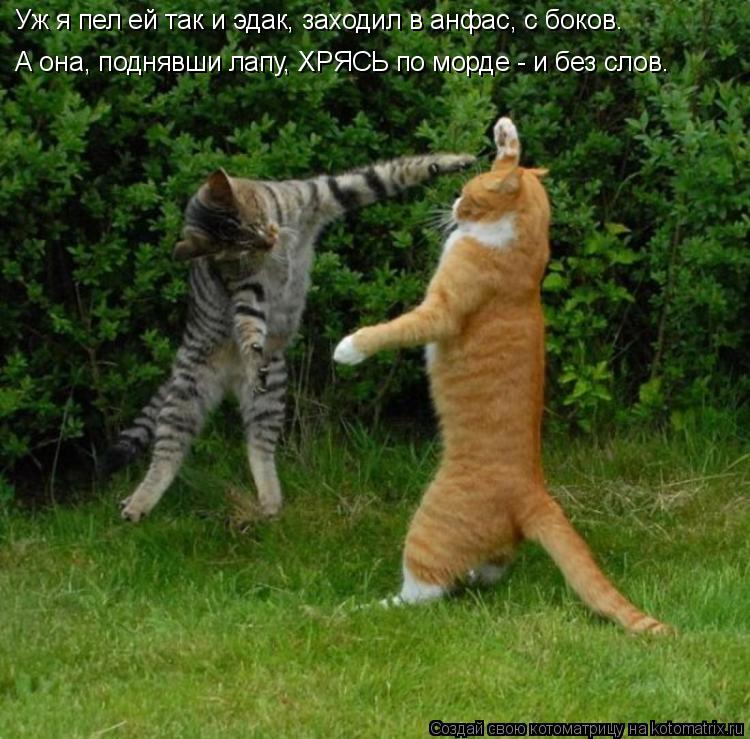 Котоматрица: Уж я пел ей так и эдак, заходил в анфас, с боков. А она, поднявши лапу, ХРЯСЬ по морде - и без слов.