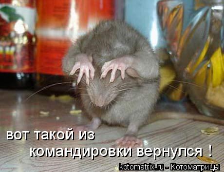 Котоматрица: вот такой из  командировки вернулся !