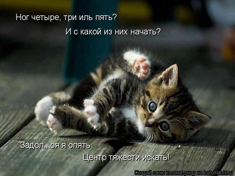 Котоматрица: Ног четыре, три иль пять? И с какой из них начать? Задол...ся я опять Центр тяжести искать!