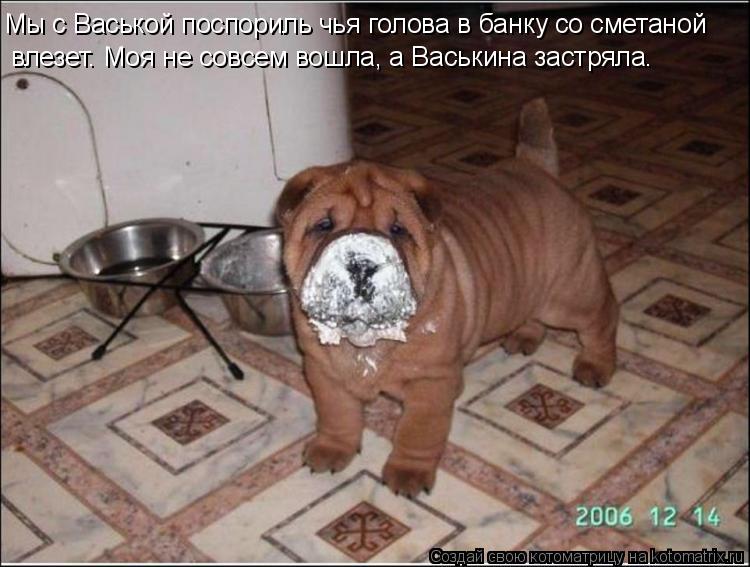Котоматрица: Мы с Васькой поспориль чья голова в банку со сметаной влезет. Моя не совсем вошла, а Васькина застряла.