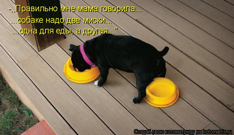 Котоматрица: -,,Правильно мне мама говорила... ...собаке надо две миски... ...одна для еды, а другая..."