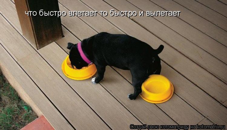 Котоматрица: что быстро влетает то быстро и вылетает