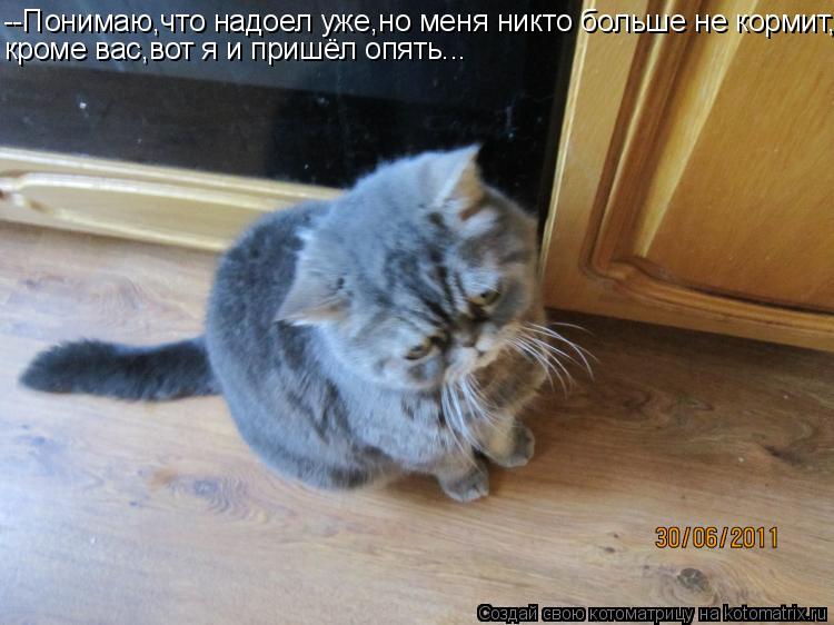 Котоматрица: --Понимаю,что надоел уже,но меня никто больше не кормит, кроме вас,вот я и пришёл опять...