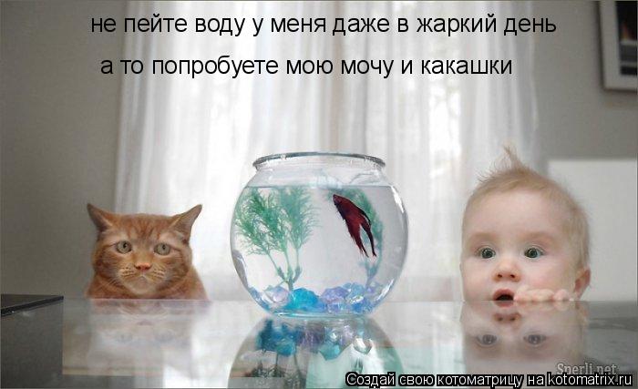 Котоматрица: не пейте воду у меня даже в жаркий день а то попробуете мою мочу и какашки