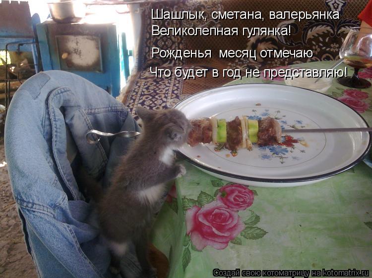 Котоматрица: Шашлык, сметана, валерьянка Великолепная гулянка! Рожденья  месяц отмечаю Что будет в год не представляю!