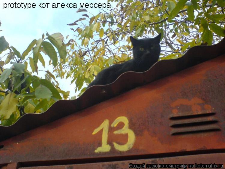 Котоматрица: prototype кот алекса мерсера