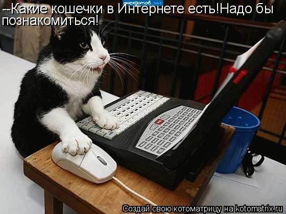 Котоматрица: --Какие кошечки в Интернете есть!Надо бы познакомиться!
