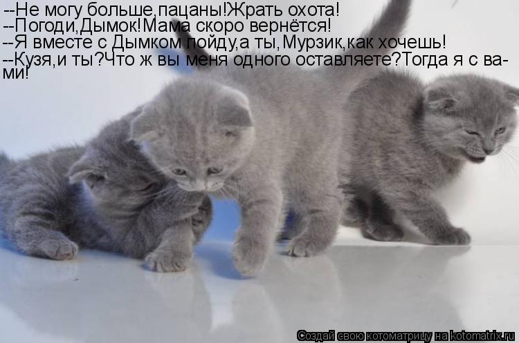 Котоматрица: --Не могу больше,пацаны!Жрать охота! --Погоди,Дымок!Мама скоро вернётся! --Я вместе с Дымком пойду,а ты,Мурзик,как хочешь! --Кузя,и ты?Что ж вы ме