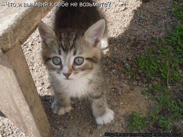 Котоматрица: --Что,и вы меня к себе не возьмёте?