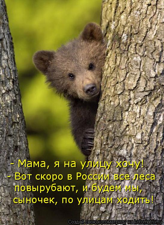 Котоматрица: - Мама, я на улицу хочу! - Вот скоро в России все леса сыночек, по улицам ходить! повырубают, и будем мы,