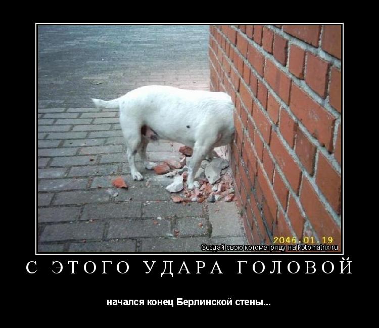 Котоматрица: С этого удара головой начался конец Берлинской стены...