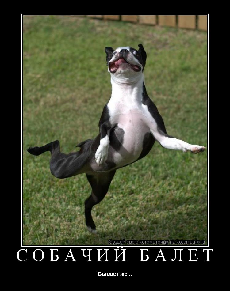 Собачий балет Бывает же...... Котоматрица: Собачий балет Бывает же...