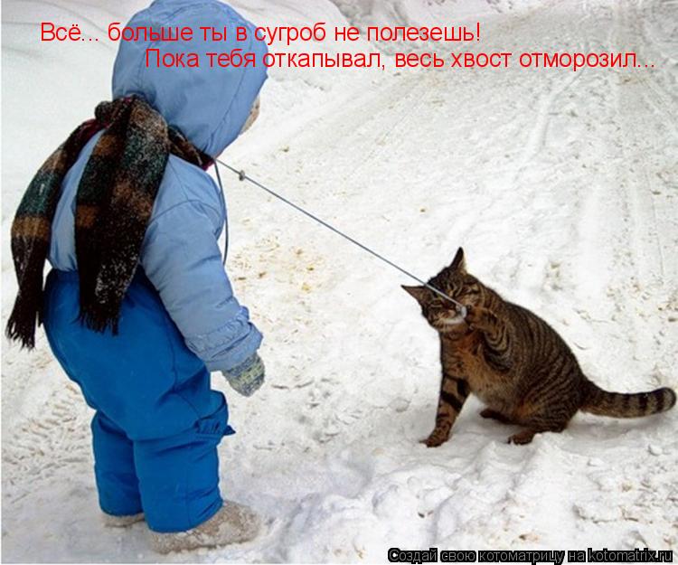 Котоматрица: Всё... больше ты в сугроб не полезешь! Пока тебя откапывал, весь хвост отморозил...