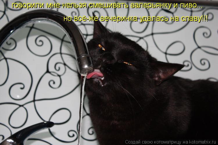 Котоматрица: говорили мне нельзя смешивать валерьянку и пиво... но всё-же вечеринка удалась на славу!!!