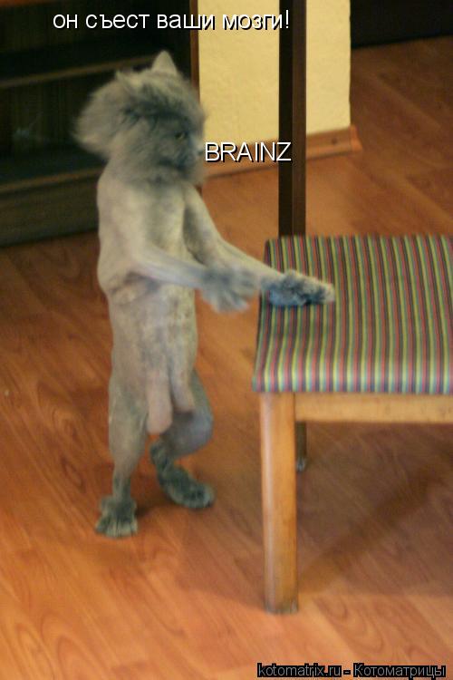 Котоматрица: он съест ваши мозги! BRAINZ