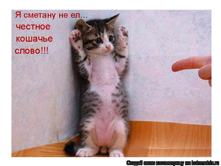 Котоматрица: Я сметану не ел... честное  кошачье слово!!!