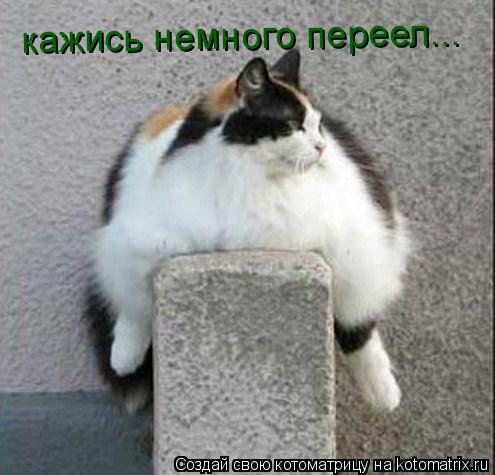 Котоматрица: кажись немного переел...