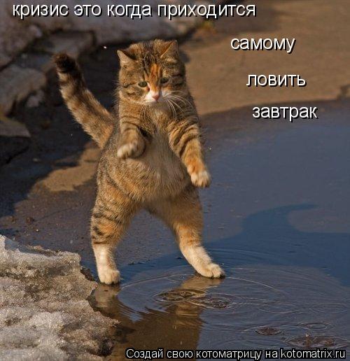 Котоматрица: кризис это когда приходится  самому ловить завтрак
