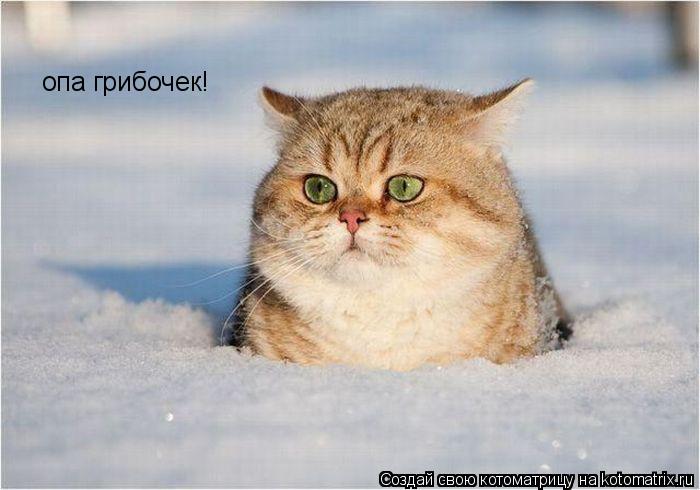 Котоматрица: опа грибочек!