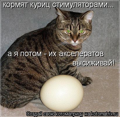 Котоматрица: кормят куриц стимуляторами... а я потом - их акселератов высиживай!