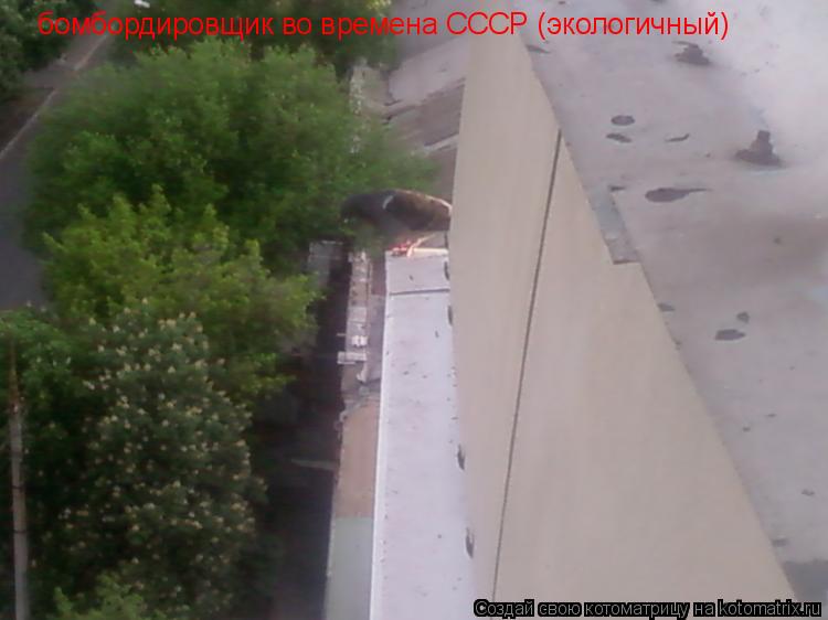 Котоматрица: бомбордировщик во времена СССР (экологичный) бомбордировщик во времена СССР (экологичный)