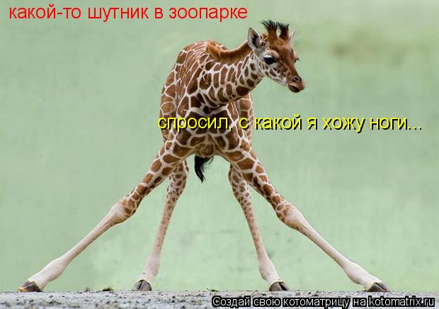Котоматрица: какой-то шутник в зоопарке спросил, с какой я хожу ноги...