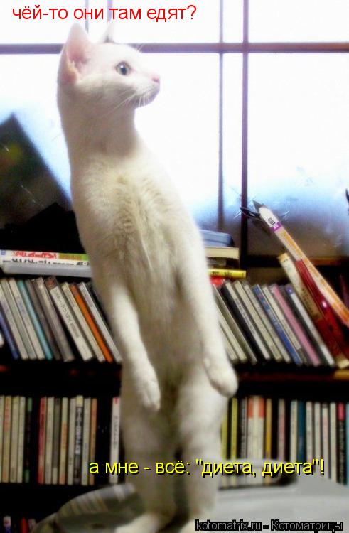 Котоматрица: чёй-то они там едят? а мне - всё: "диета, диета"!