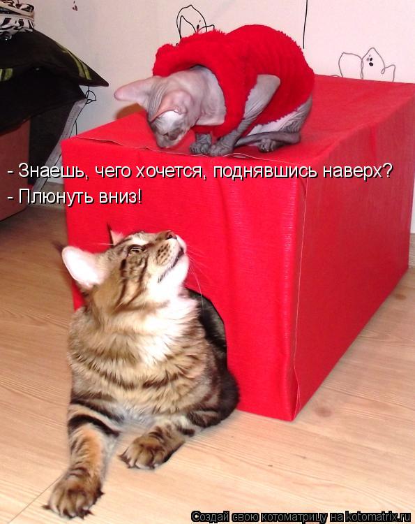 Котоматрица: - Знаешь, чего хочется, поднявшись наверх? - Плюнуть вниз!