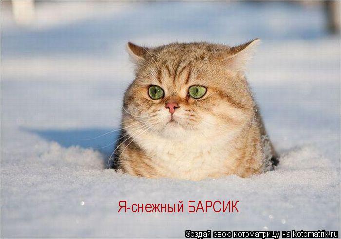 Котоматрица: Я-снежный БАРСИК