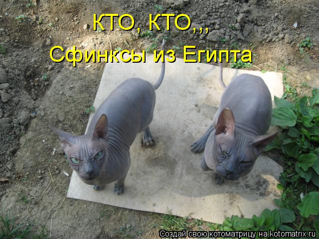 Котоматрица: КТО, КТО,,, Сфинксы из Египта