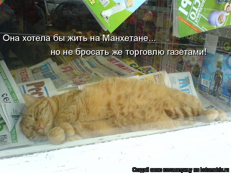 Котоматрица: Она хотела бы жить на Манхетане... но не бросать же торговлю газетами!