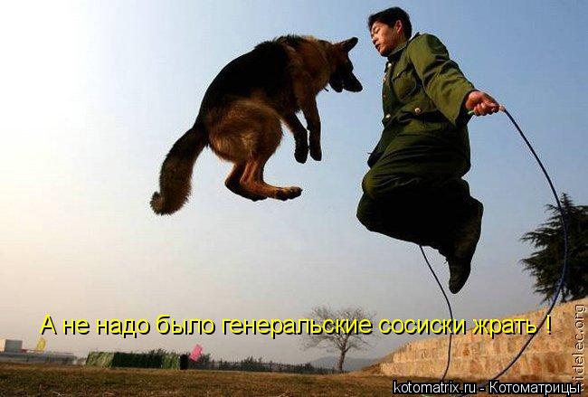 Котоматрица: А не надо было генеральские сосиски жрать !
